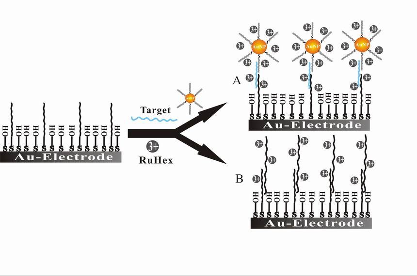 我所研制出新型电化学DNA纳米生物传感器(图